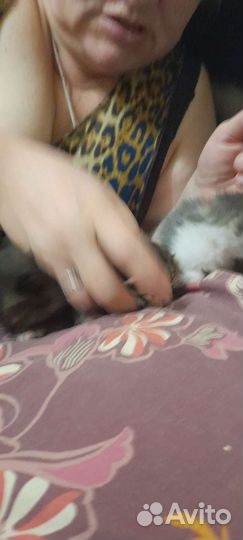 Котята в добрые руки бесплатно