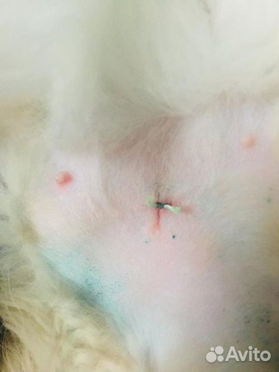 Стерилизация кошки с доставкой на дом