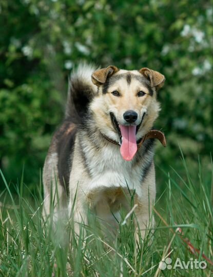 Собака в добрые руки Митяй