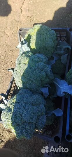 Капуста брокколи