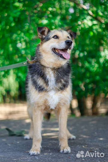 Собака ждёт семью много лет