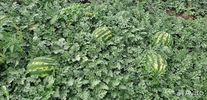 Семена арбуза Каристан