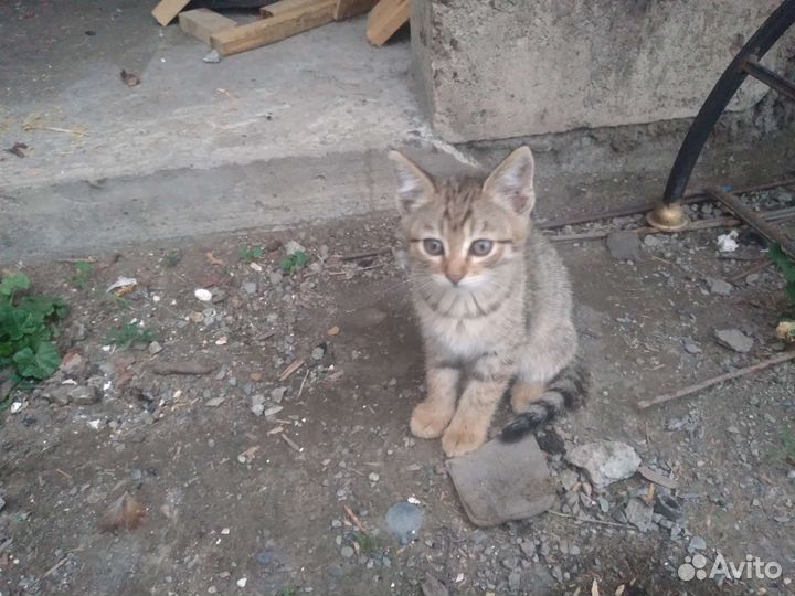 Кошка в дар