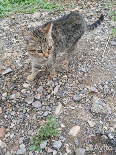 Кошки в добрые руки бесплатно