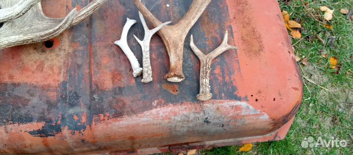 Продам рога лося, косули