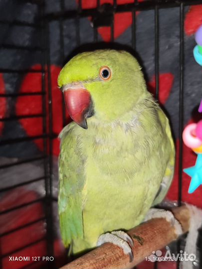 Ожереловый попугай самка