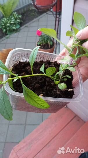 Будлея Давида розовая