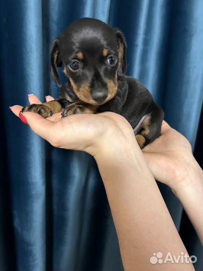 Щенки таксы