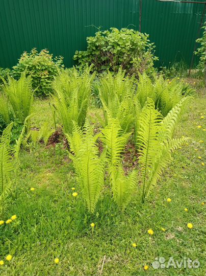 Растения для сада