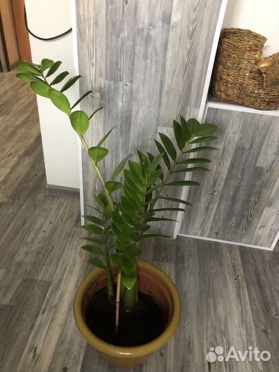 Замиокулькас