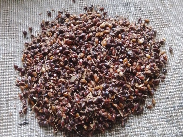 Веничные семена,сорго