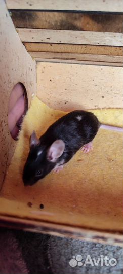 Сатиновые мышки мальчики и 1 японская девочка