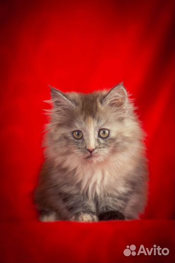 Кошечка мейн-кун