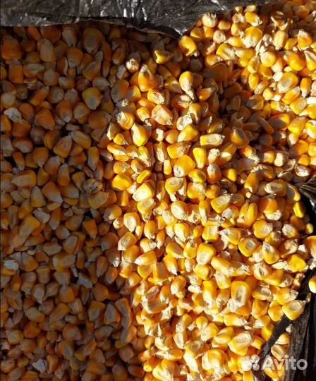 Ячмень яровой, Пшеница озимая на корм/посев