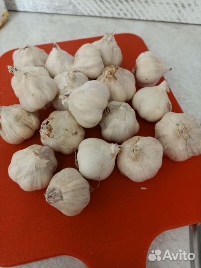 Чеснок на посадку