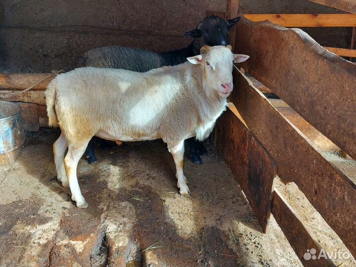 Баран на племя