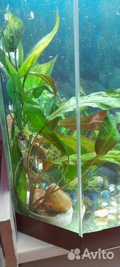 Растения для аквариума