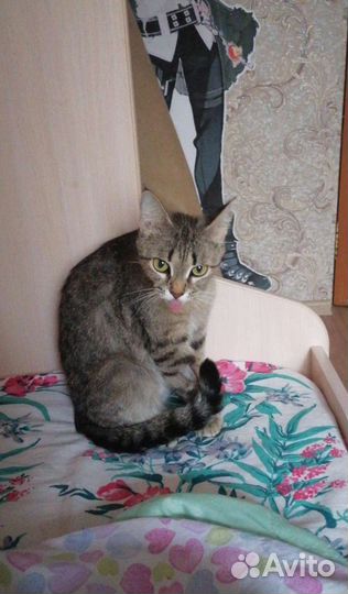 Кошки в добрые руки