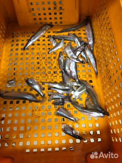 Рыбные отходы