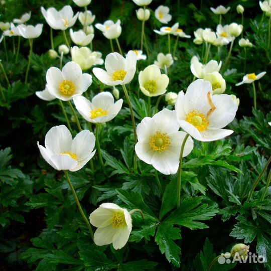 Цветы для сада