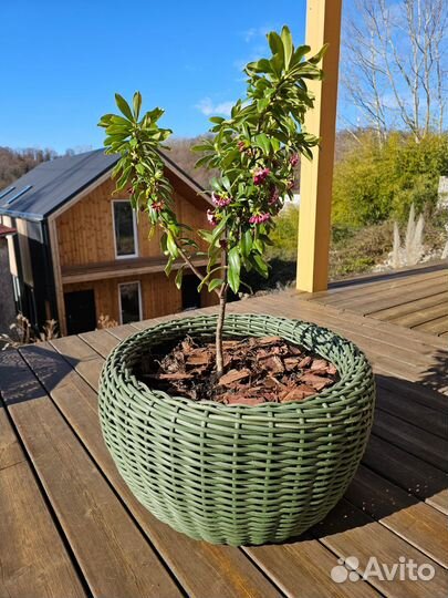 Daphne odora (Волчеягодник душистый)