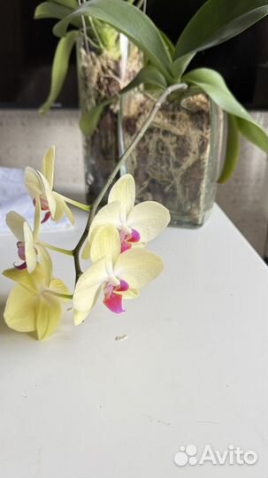 Орхидея фаленопсис