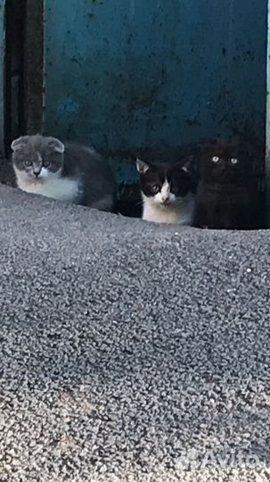 Котята в добрые руки бесплатно