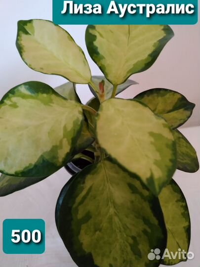 Хойи сортовые