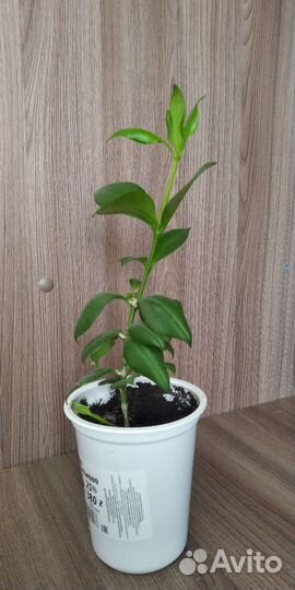 Эсхинантус