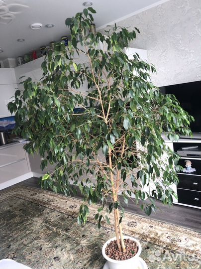 Фикус бенджамина большой