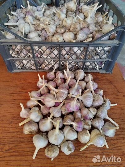 Продаю чеснок 