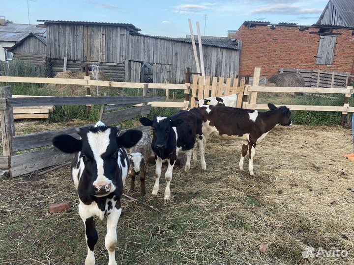 Телята (бычки)