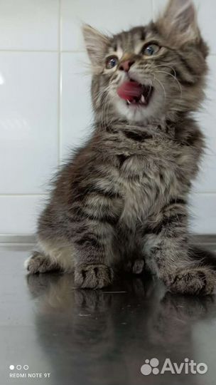 Котенок в добрые руки бесплатно