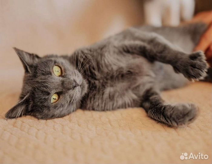 Грей молодой котик кот