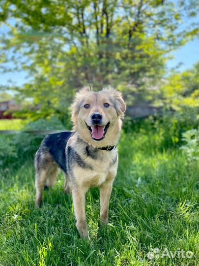 Собака девочка Мира 1,5 года ищет дом