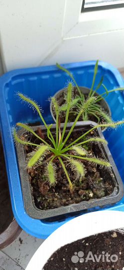 Росянка альба