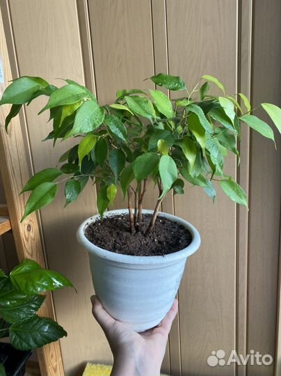 Фикус бенджамина