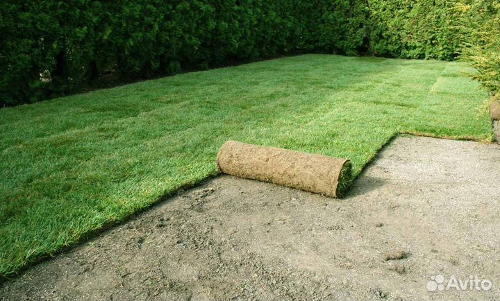 Рулонный газон и автополив