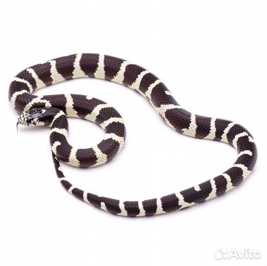 Аренда и передержка животных