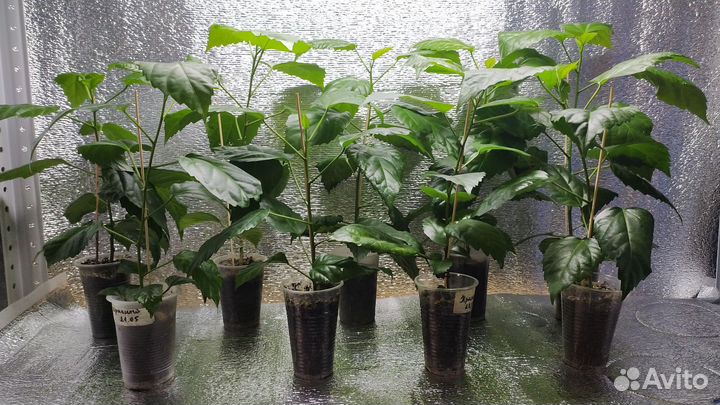 Гибискус китайская роза