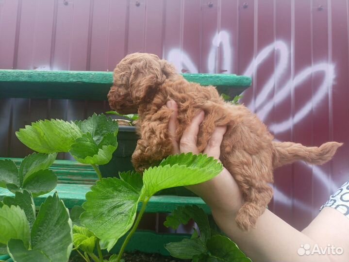 Щенки той пудель РКФ