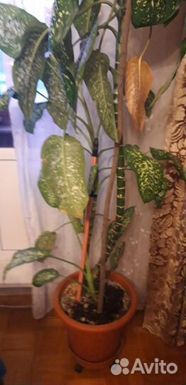 Диффенбахия