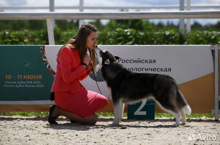 Хендлер, грумер, экспресс-линька