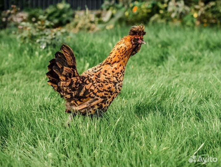 Павловское золото.Яйца