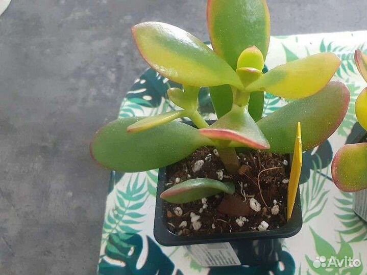 Крассула овата сансет