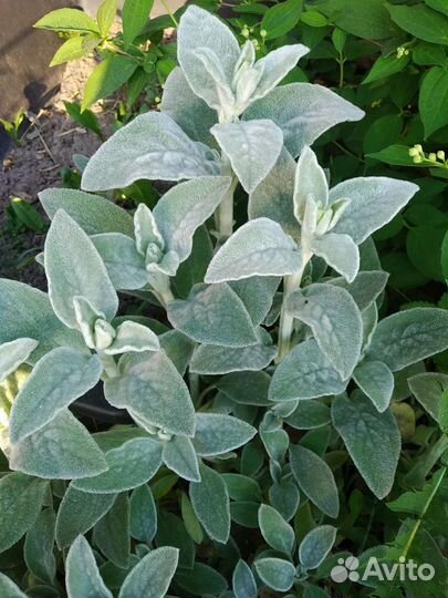 Садовые многолетники