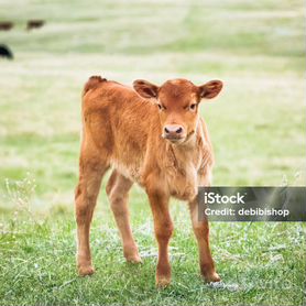 Продам телёнка, корову