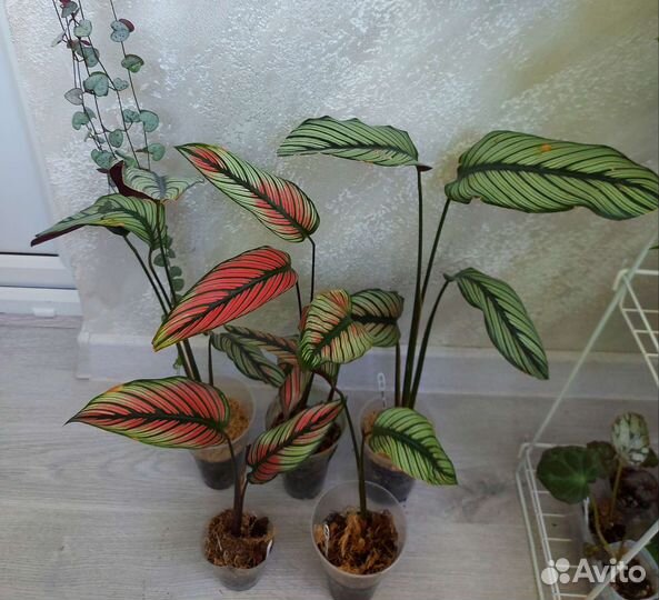 Калатея вайт стар