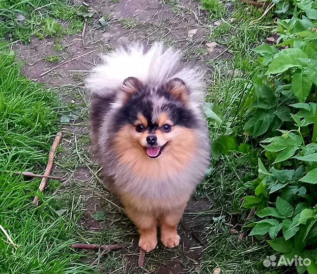 Кобели померанского шпица для вязки