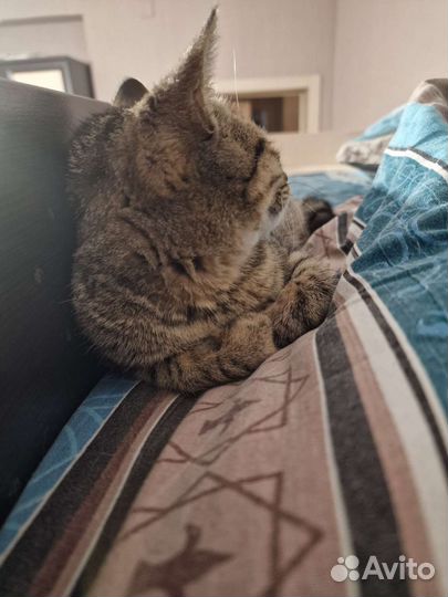 Отдаём в добрые руки кошечку